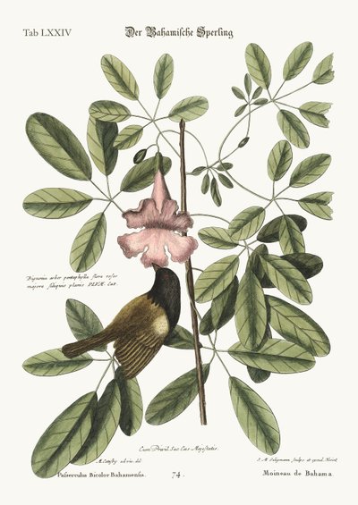The Bahama Sparrow by Mark Catesby